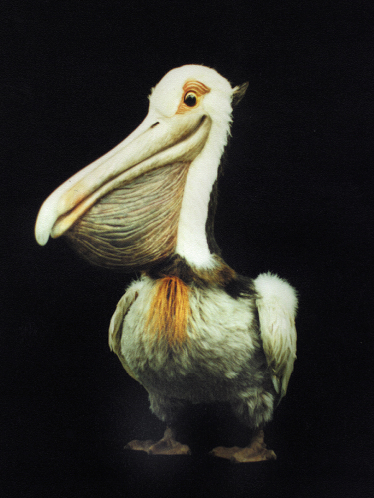 13 pelican