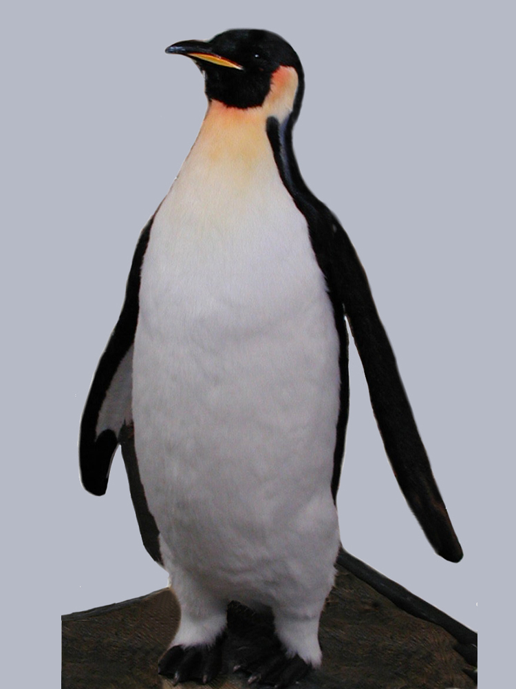 14 Penguin