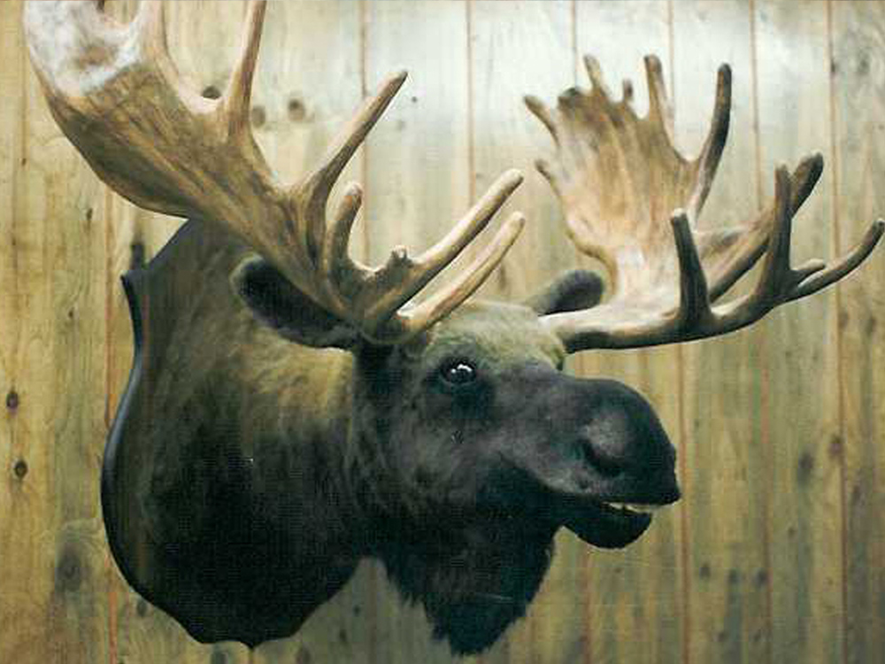 Moose Head on Wall