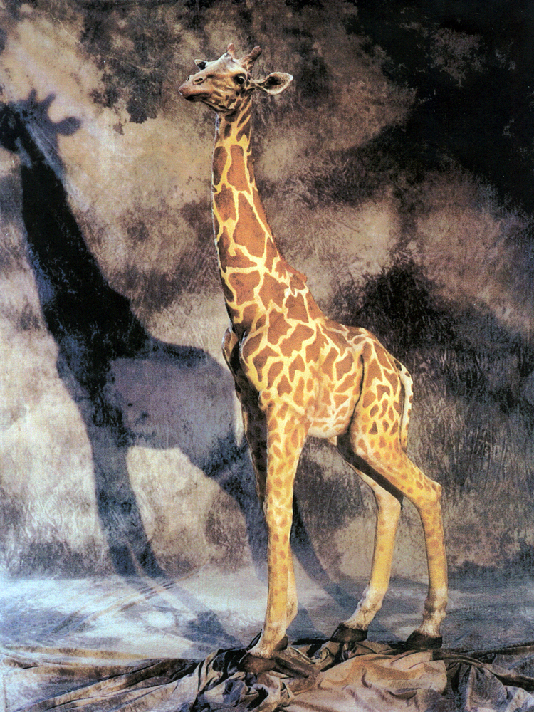 5 giraffe