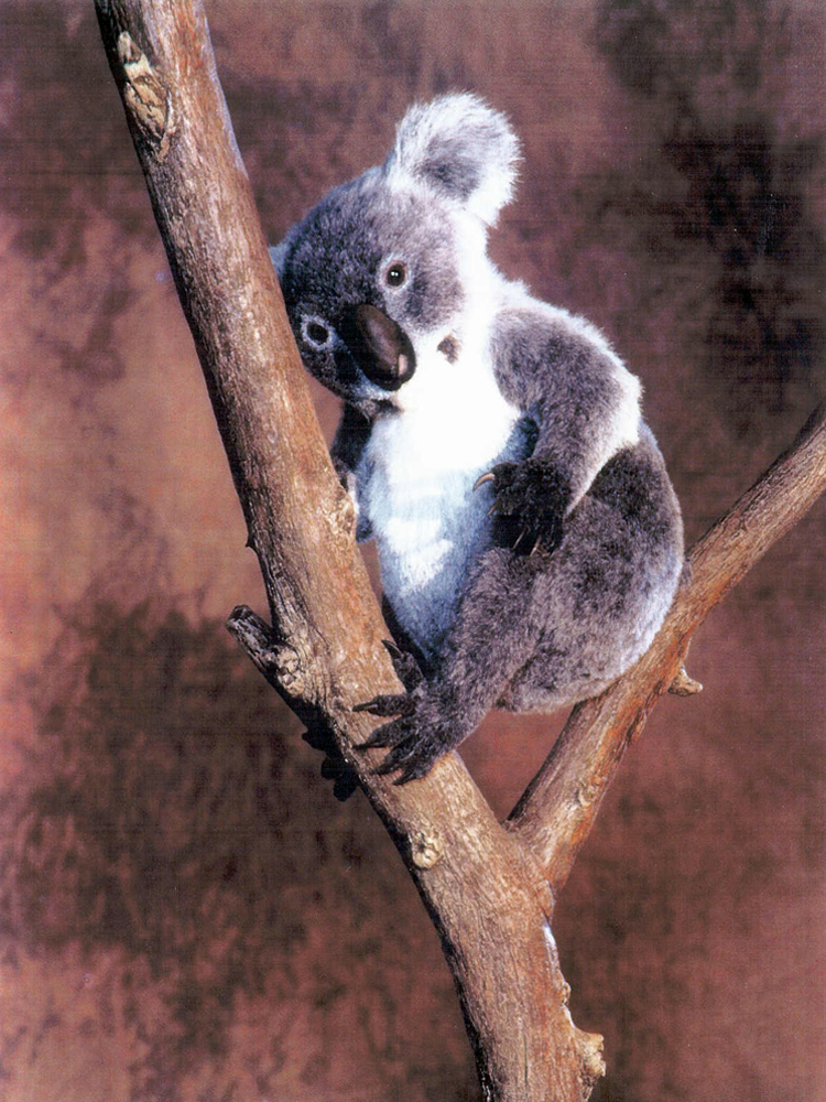 7 koala