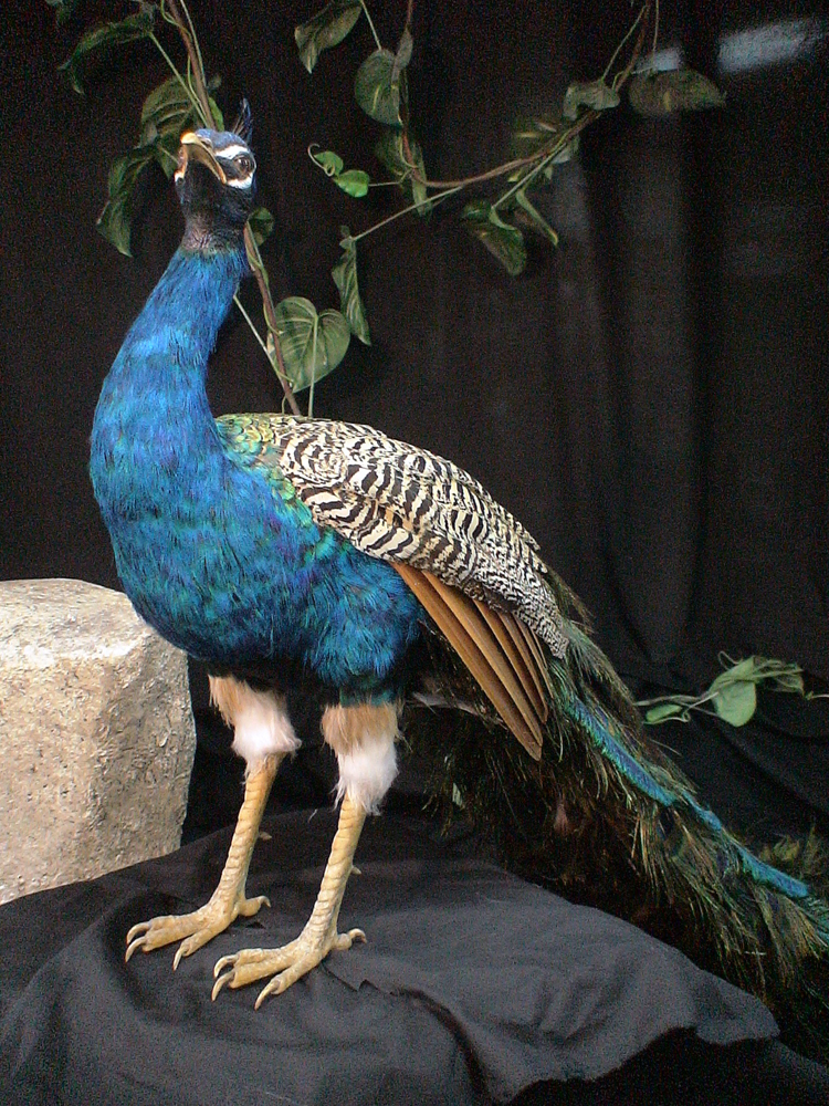 12 Peacock