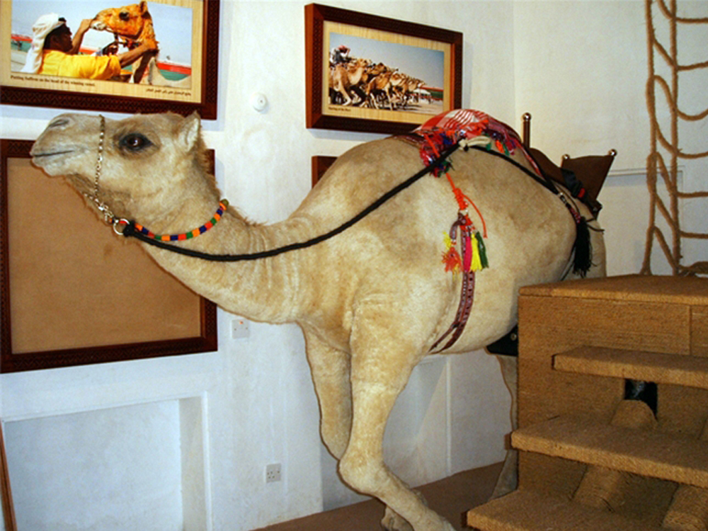 Camel - Dubai