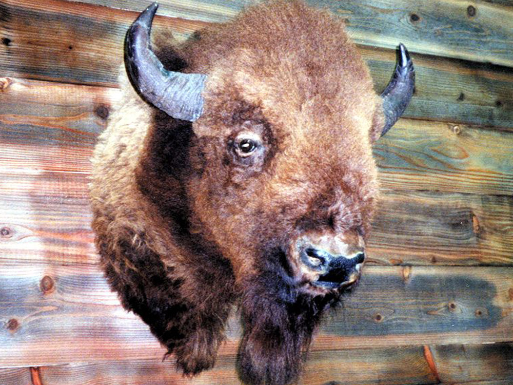 Animatronic Buffalo Head